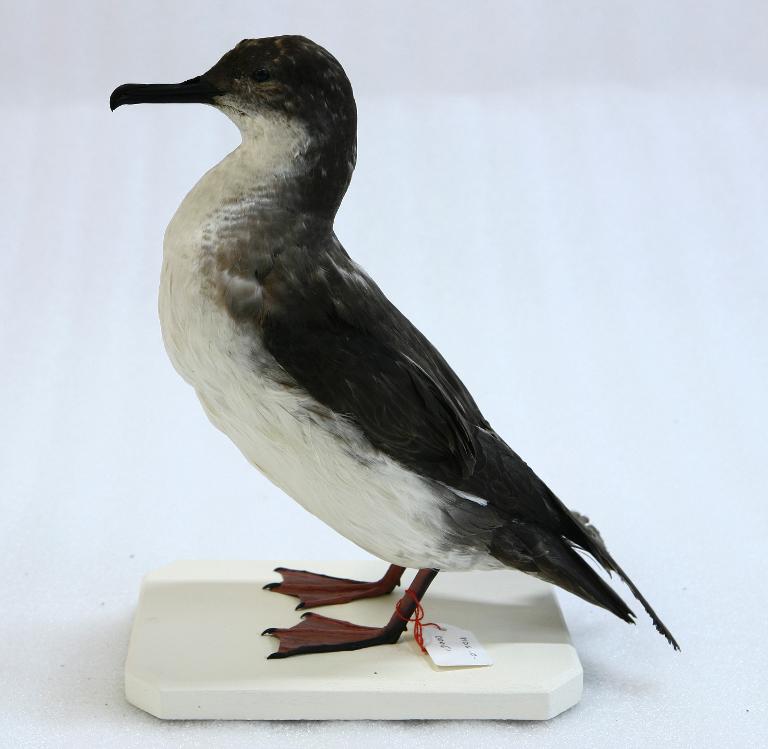 animal naturalisé : oiseau : Puffin des Anglais