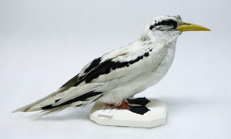 animal naturalisé : oiseau : Phaéton à bec jaune