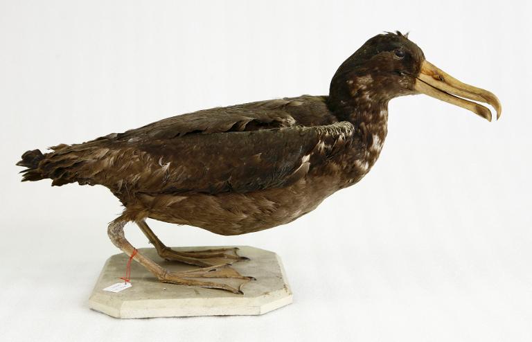 animal naturalisé : oiseau : Albatros à queue courte