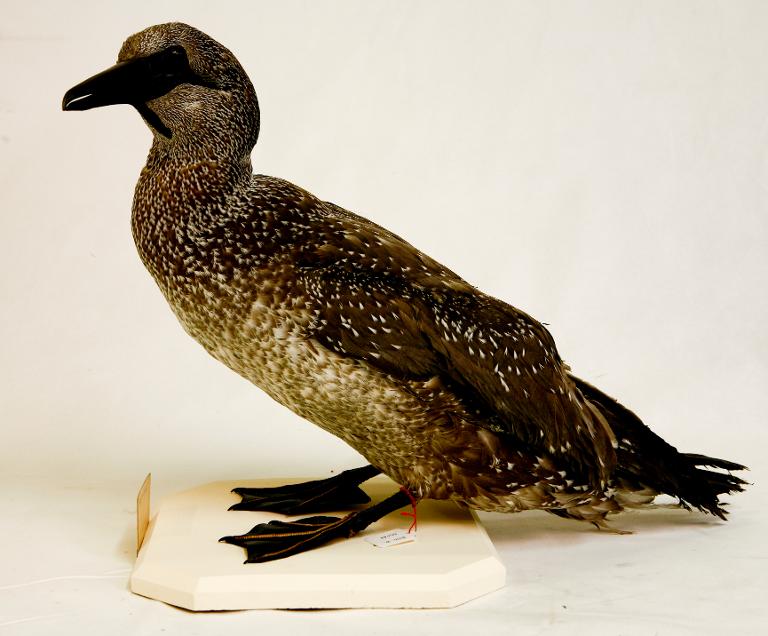 animal naturalisé : oiseau : Fou de Bassan