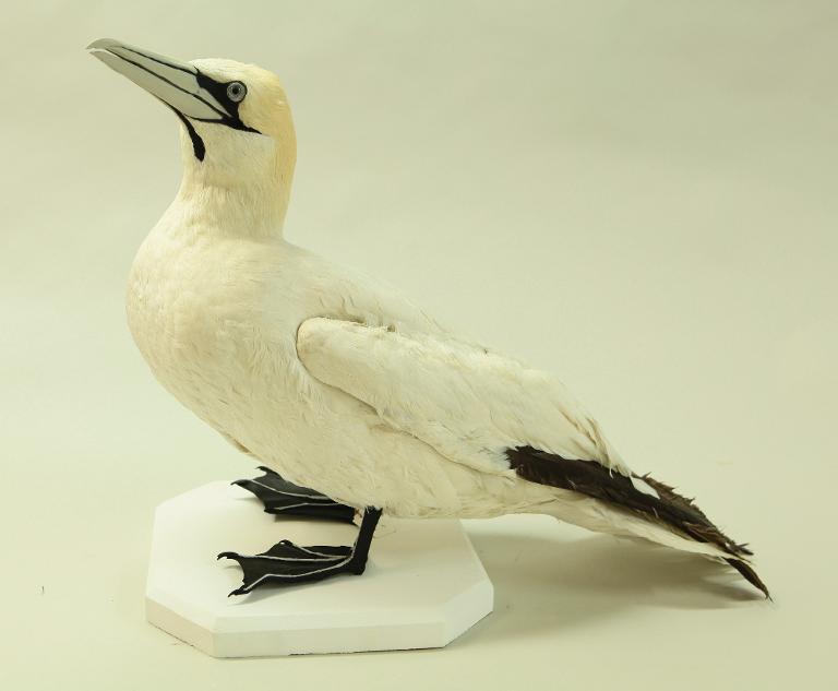 animal naturalisé : oiseau : Fou de Bassan