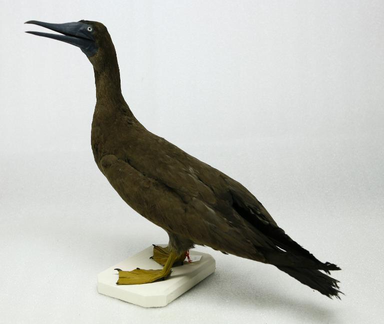 animal naturalisé : oiseau : Fou brun