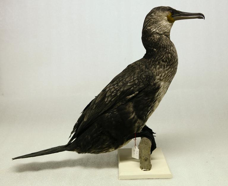 animal naturalisé : oiseau : Grand cormoran