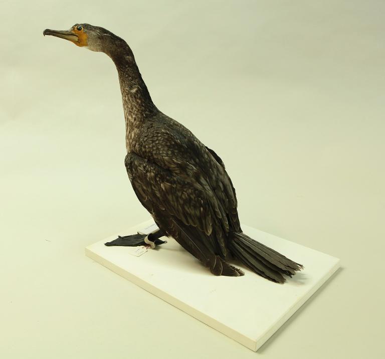 animal naturalisé : oiseau : Grand cormoran