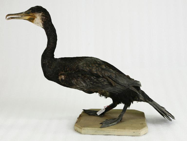 animal naturalisé : oiseau : Grand cormoran