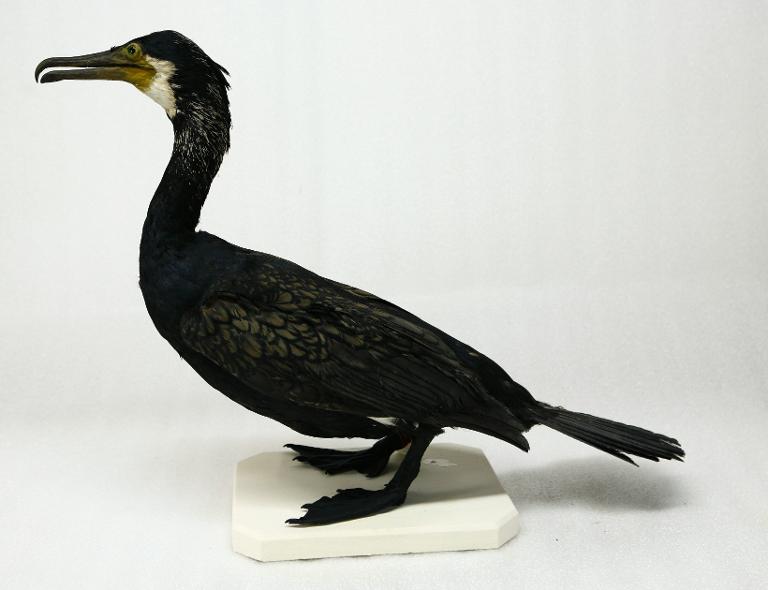 animal naturalisé : oiseau : Grand cormoran