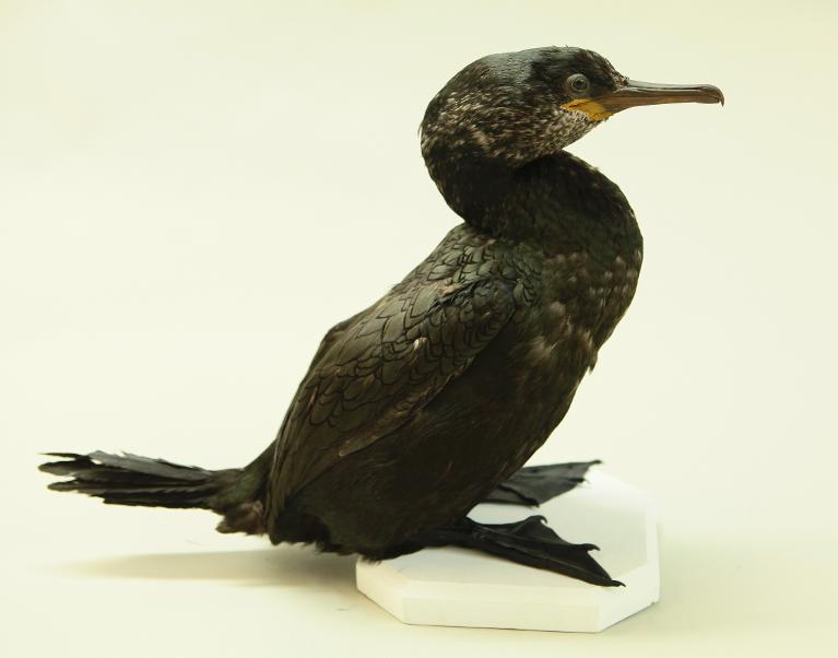 animal naturalisé : oiseau : Cormoran huppé