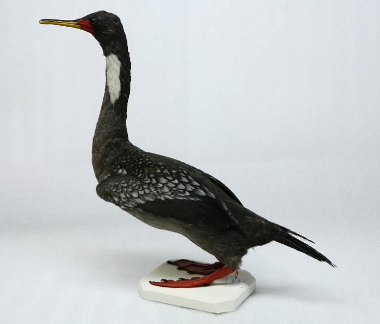 animal naturalisé : oiseau : Cormoran de Gaimard