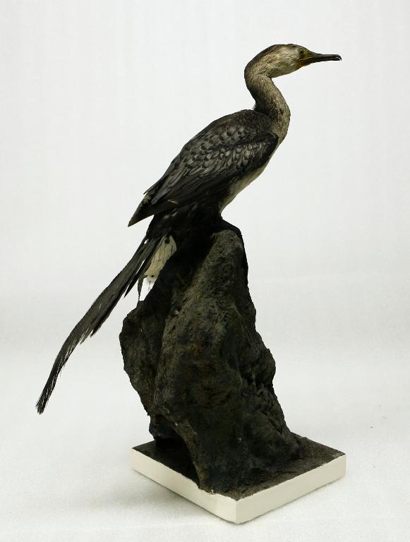 animal naturalisé : oiseau : Cormoran africain