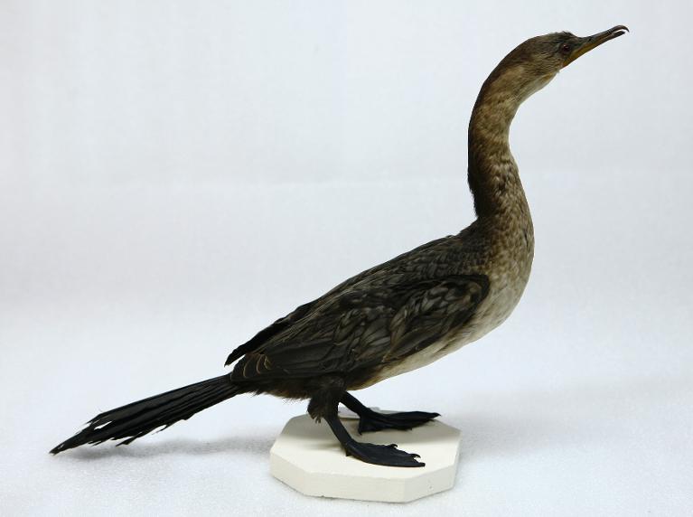 animal naturalisé : oiseau : Cormoran africain