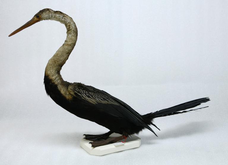 animal naturalisé : oiseau : Anhinga roux