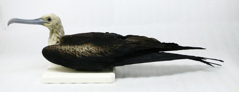 animal naturalisé : oiseau : Frégate du Pacifique