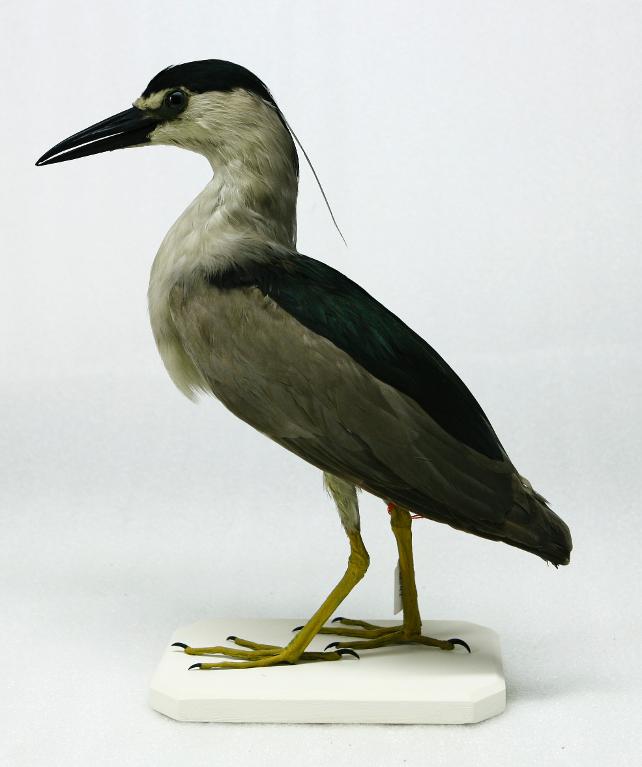 animal naturalisé : oiseau : Bihoreau gris