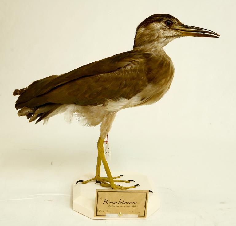 animal naturalisé : oiseau : Bihoreau gris