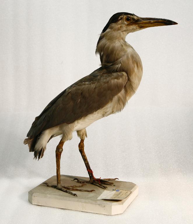 animal naturalisé : oiseau : Bihoreau gris