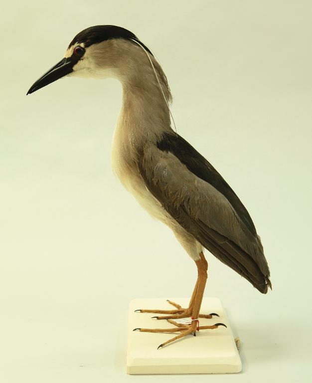 animal naturalisé : oiseau : Bihoreau gris