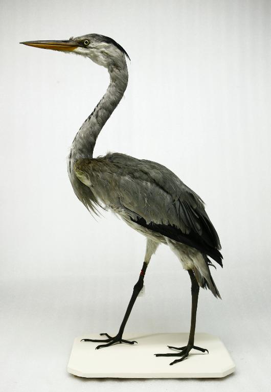 animal naturalisé : oiseau : Héron cendré