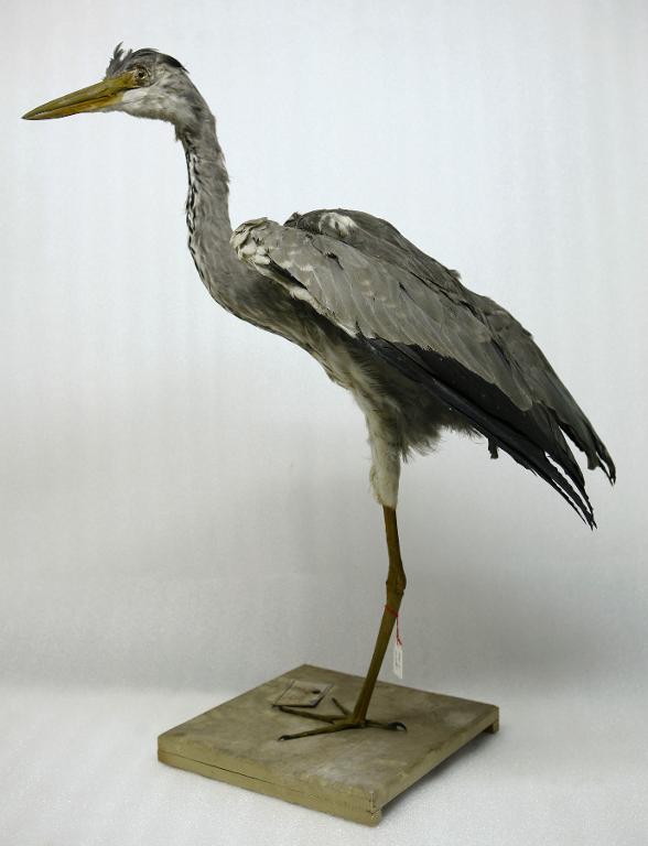 animal naturalisé : oiseau : Héron cendré