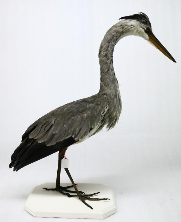 animal naturalisé : oiseau : Héron cendré
