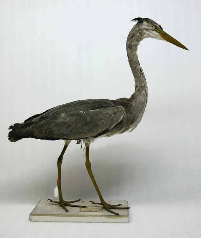 animal naturalisé : oiseau : Héron cendré