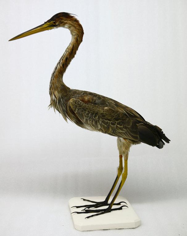 animal naturalisé : oiseau : Héron pourpré