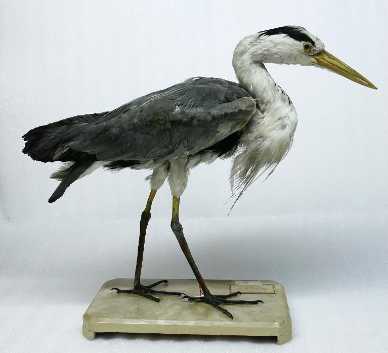 animal naturalisé : oiseau : Héron cendré