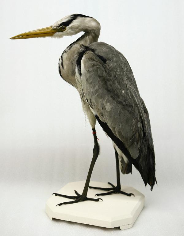 animal naturalisé : oiseau : Héron cendré