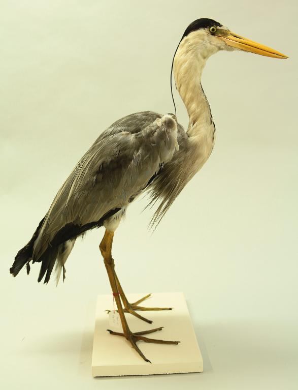 animal naturalisé : oiseau : Héron cendré