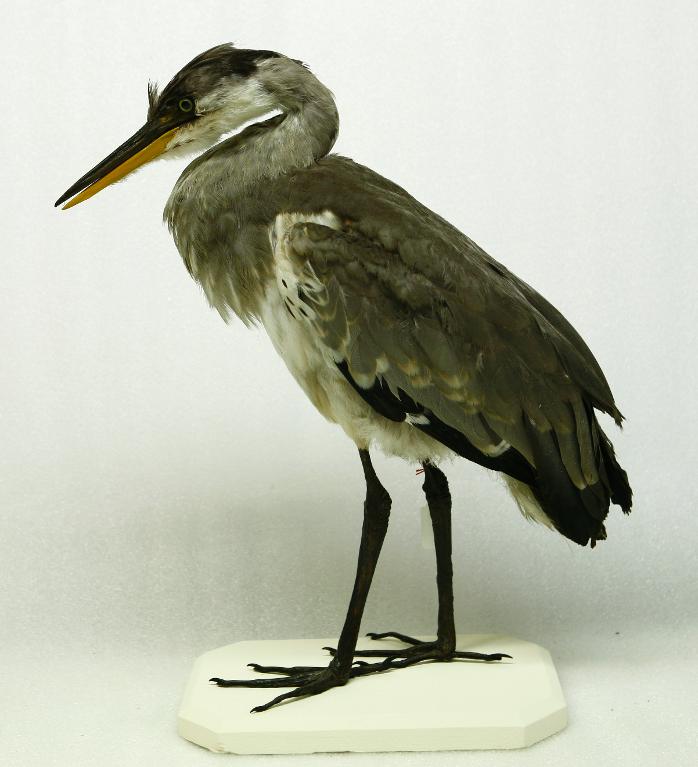 animal naturalisé : oiseau : Héron cendré