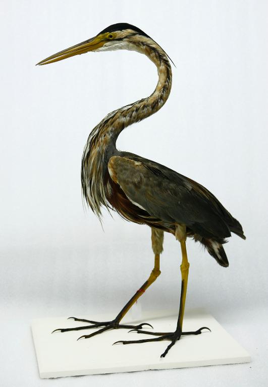 animal naturalisé : oiseau : Héron pourpré