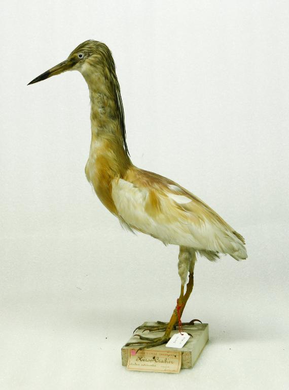 animal naturalisé : oiseau : Crabier chevelu