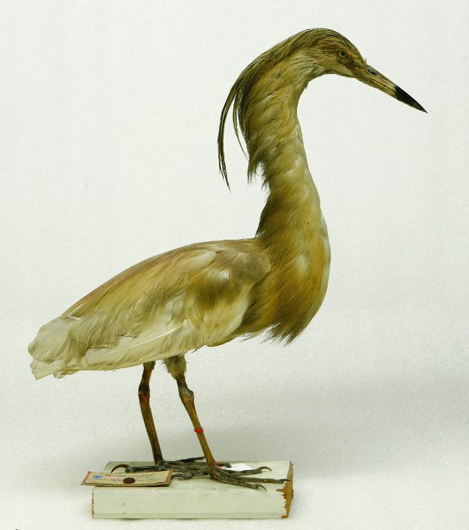 animal naturalisé : oiseau : Crabier chevelu