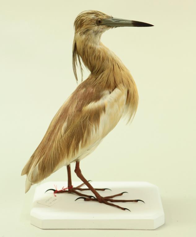 animal naturalisé : oiseau : Crabier chevelu