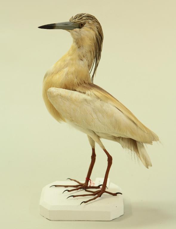 animal naturalisé : oiseau : Crabier chevelu