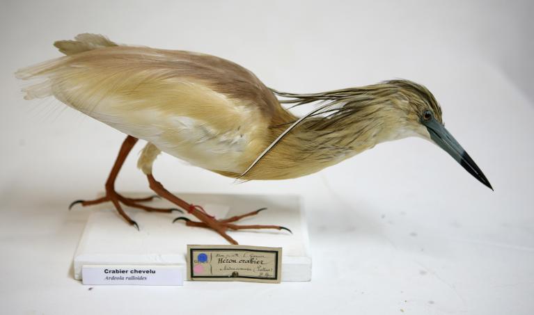animal naturalisé : oiseau : Crabier chevelu