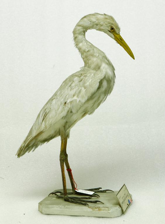 animal naturalisé : oiseau : Héron garde-boeufs