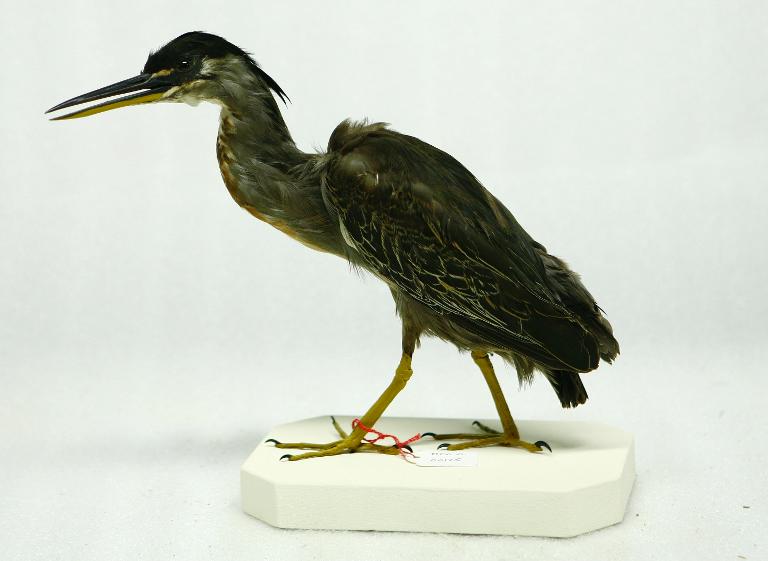 animal naturalisé : oiseau : Héron vert