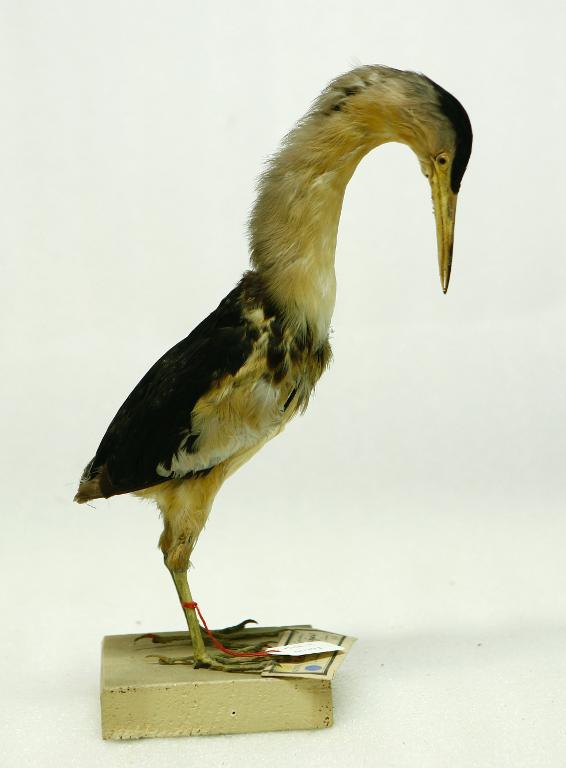 animal naturalisé : oiseau : Blongios nain