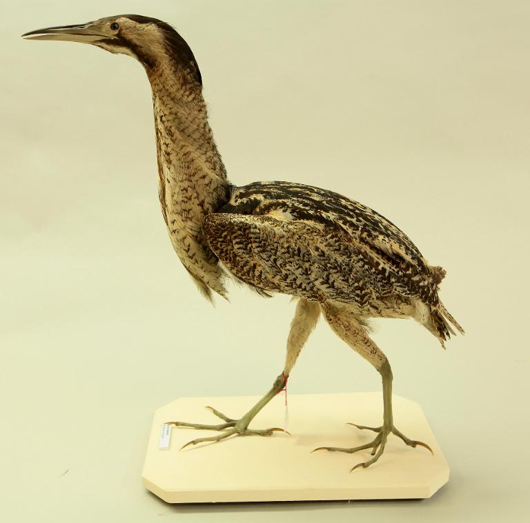 animal naturalisé : oiseau : Butor étoilé
