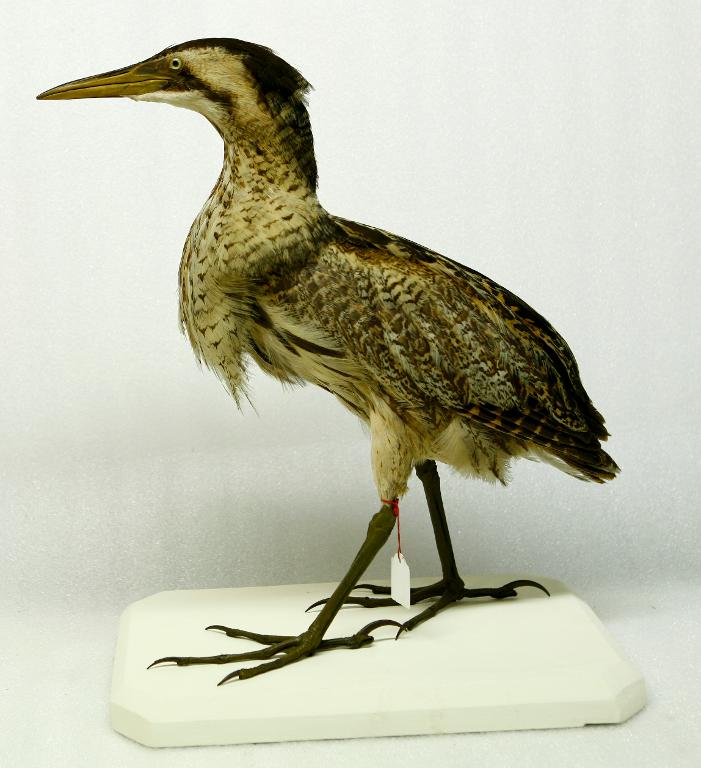 animal naturalisé : oiseau : Butor étoilé