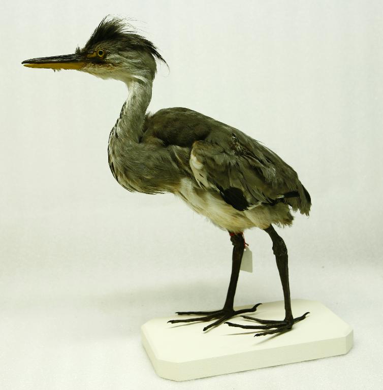 animal naturalisé : oiseau : Héron cendré