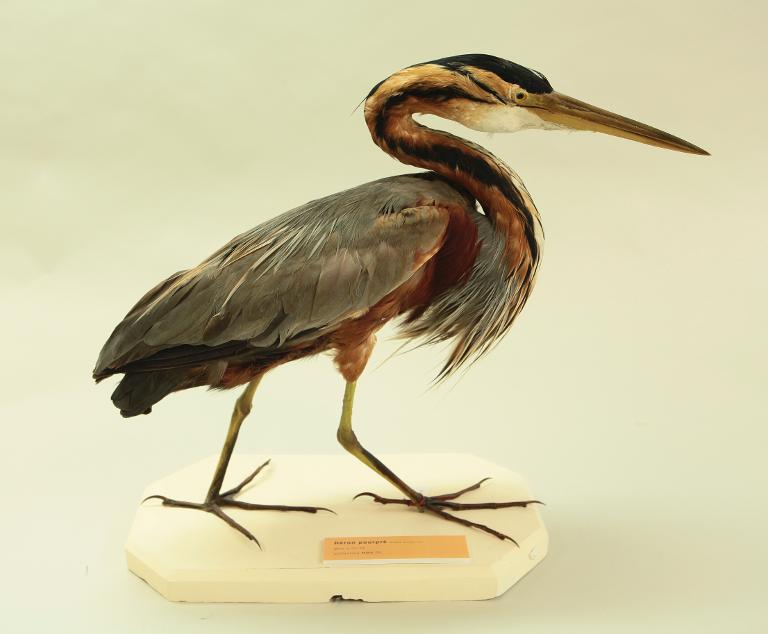 animal naturalisé : oiseau : Héron pourpré