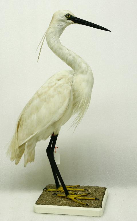 animal naturalisé : oiseau : Aigrette garzette