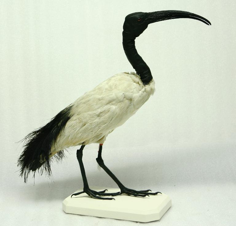animal naturalisé : oiseau : Ibis sacré
