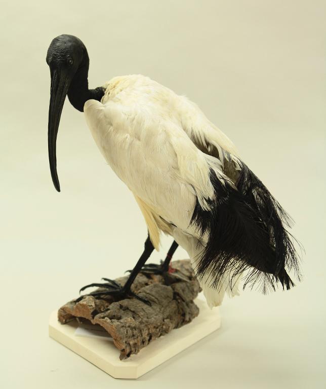 animal naturalisé : oiseau : Ibis sacré