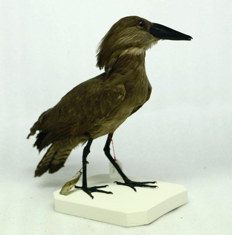 animal naturalisé : oiseau : Ombrette d'Afrique