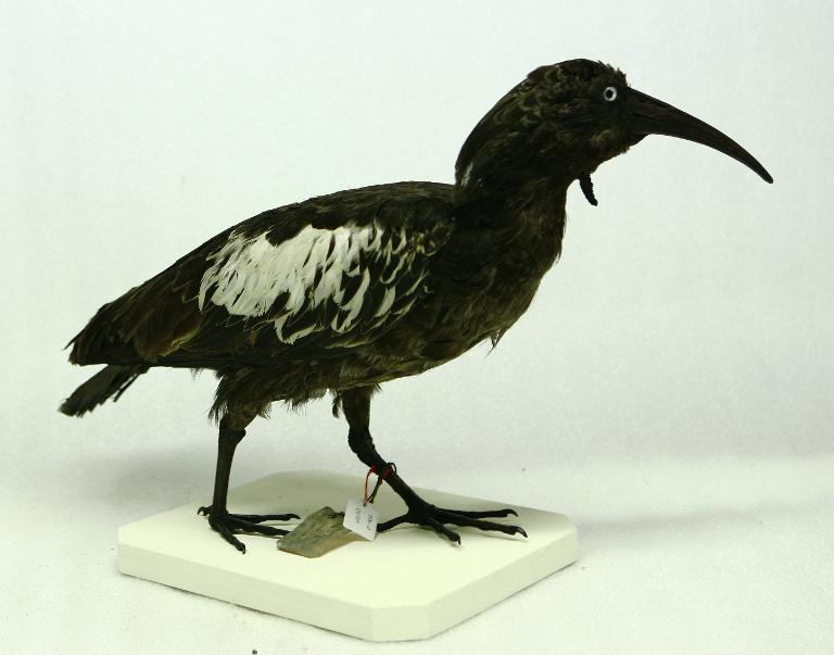 animal naturalisé : oiseau : Ibis caronculé