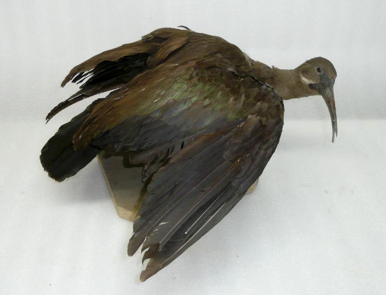 animal naturalisé : oiseau : Ibis hagedash