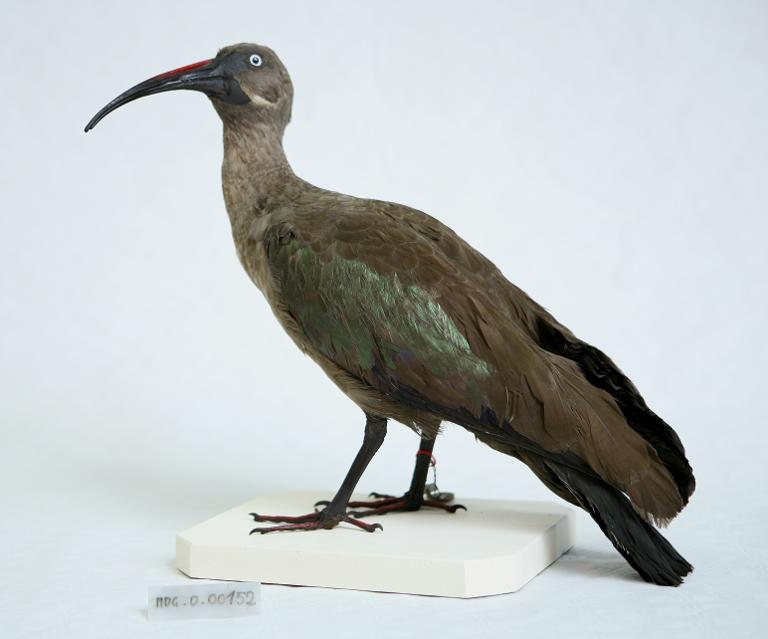 animal naturalisé : oiseau : Ibis hagedash