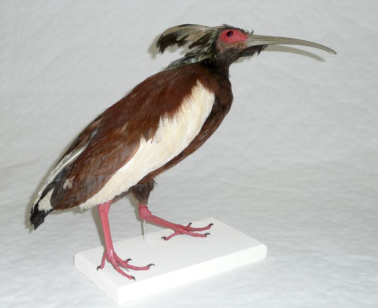 animal naturalisé : oiseau : Ibis huppé
